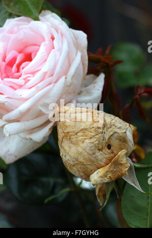 Rosa Rose mit beschädigten rosebud Stockfoto