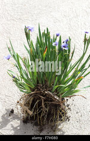 Sisyrinchium Bellum oder auch bekannt als Blue – Eyed Grass Stockfoto