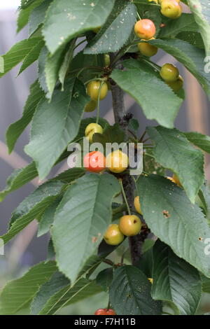 Lapins Kirsche mit jungen Früchten auf einem Baum Stockfoto