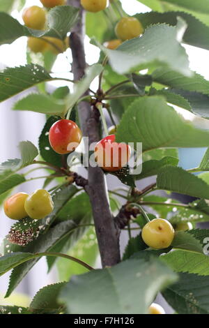 Lapins Kirsche mit jungen Früchten auf einem Baum Stockfoto