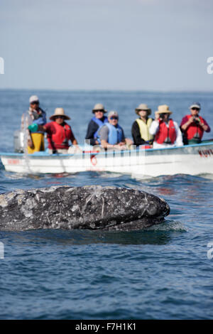 pr0099-D. Grauer Wal (Eschrichtius Robustus) Oberflächen neben Boot (ein "Panga") mit Touristen. Lagune von San Ignacio, Baja, Mexiko Stockfoto