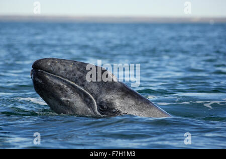 pr0162-D. Grauer Wal (Eschrichtius Robustus) Kalb. Baja, Mexiko. Foto Copyright © Brandon Cole. Alle Rechte weltweit vorbehalten. Stockfoto