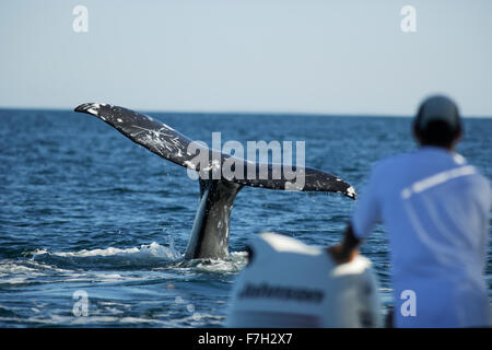 pr0327-D. Grauwal (Eschrichtius Robustus) Rute Egel. Baja, Mexiko.  Foto Copyright © Brandon Cole. Alle Rechte vorbehalten Stockfoto