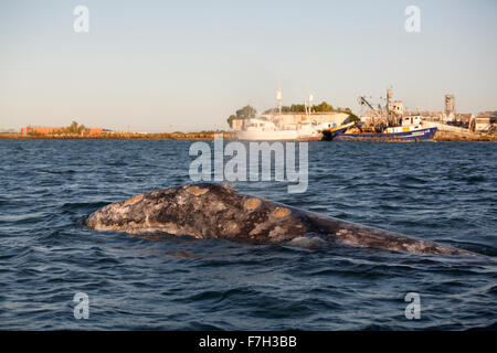 pr5141-D. Grauwal (Eschrichtius Robustus) bei Sonnenuntergang vor Angelboote/Fischerboote am kommerziellen Pier, Puerto Lopez Mateos. Baja Stockfoto