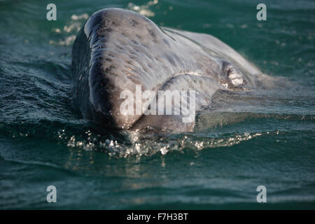 pr5160-D. Grauer Wal (Eschrichtius Robustus) Kalb. Beachten Sie die Haare an der Schnauze. Baja, Mexiko. Foto Copyright © Brandon Cole Stockfoto