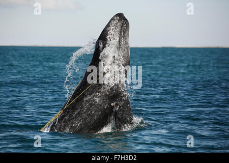 pr5272-D. Grauer Wal (Eschrichtius Robustus) verletzt, juvenile verstrickt in einer Hummer-Falle-Linie. Das Seil wird im Mund gefangen. Stockfoto