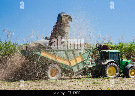 Traktor schneiden Zuckerrohr und bläst Zucker Zuckerrohr und Staub überall Stockfoto