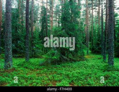 Landwirtschaft-Kiefernwald in Uppland, Schweden Stockfoto