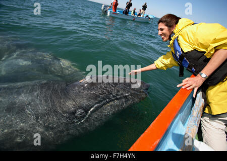 pr0101-D. Grauwale (Eschrichtius Robustus). Baja, Mexiko, Pazifischen Ozean. "Freundschaftsspiele"-Mama und Baby-Ansatz Frau Stockfoto