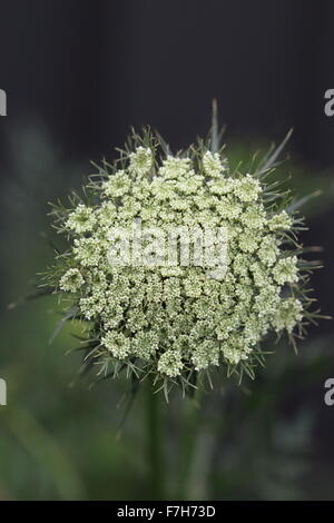 Nahaufnahme von Karotte Blumen Stockfoto