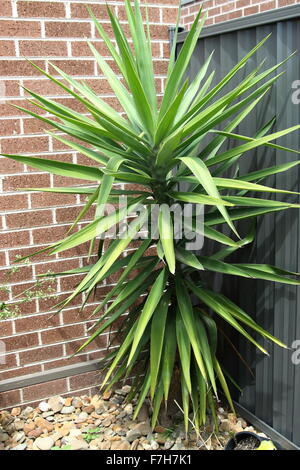 Yucca Elephantipes wächst gegen Mauer Stockfoto