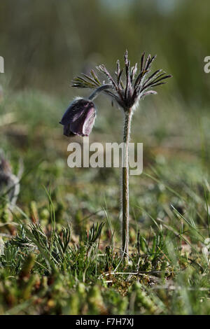 Blühenden kleinen Kuhschelle (Pulsatilla Pratensis) auf der Küste Wiese in Nord-Estland Stockfoto