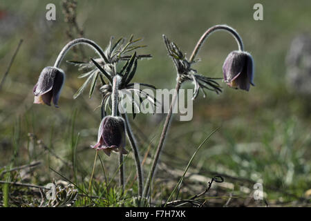 Blühenden kleinen Kuhschelle (Pulsatilla Pratensis) auf der Küste Wiese in Estland Stockfoto