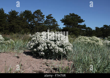 Blühende Meerkohl (Crambe Maritima) auf sandigen Küste der Ostsee in Hanko, Finnland Stockfoto