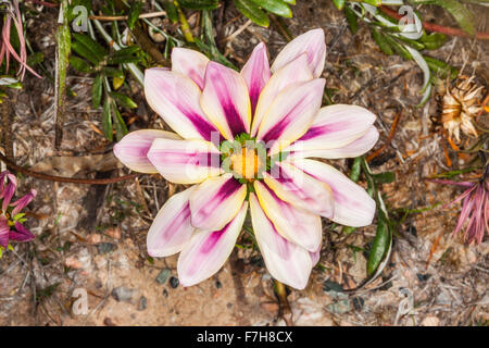 Australien, Western Australia, Goldfields-Esperance Region, die Gazanien ist eine Gattung von Blütenpflanzen in der Familie Asteraceae Stockfoto