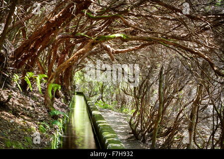 Levada Das, die Kanal 25 Fontes, Lorbeerwald und Bewässerung, die rabacal, Insel Madeira, Portugal Stockfoto