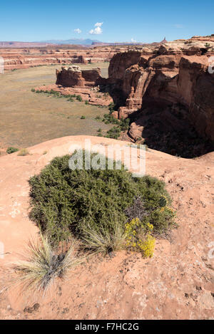 Slickrock über Horse Creek in Canyonlands National Park, Utah. Stockfoto