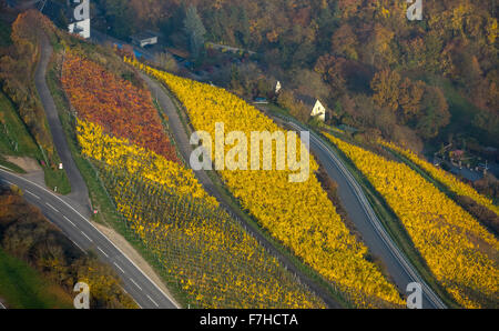 buntes Herbstlaub, Weinblätter, Weinberg, Sankt Goar, Rhein, Sankt Goar, Rheinland-Pfalz, Deutschland, Europa, Luftbild Stockfoto