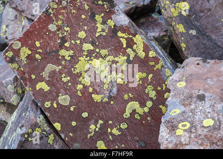 Flechten überzogen Felsblöcke, Weminuche Wilderness, Colorado. Stockfoto