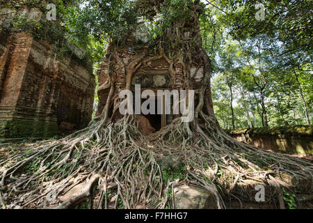 Baumwurzeln gewickelt um die versteckten Dschungel Tempel Prasat Pram Koh Ker, Siem Reap, Kambodscha Stockfoto