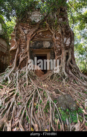 Baumwurzeln gewickelt um die versteckten Dschungel Tempel Prasat Pram Koh Ker, Siem Reap, Kambodscha Stockfoto