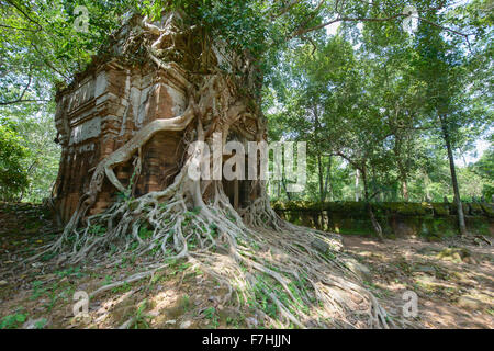 Baumwurzeln gewickelt um die versteckten Dschungel Tempel Prasat Pram Koh Ker, Siem Reap, Kambodscha Stockfoto