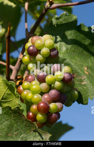 Reifung der Trauben für die Weinherstellung auf einem Weinstock in Mittelberg, Niederösterreich Stockfoto