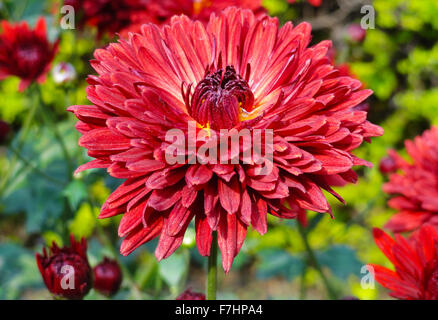 Roten Gebera, Daisy Blume im Garten Stockfoto