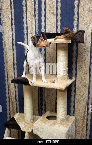 Katze und Hund spielen auf der Oberseite Kratzbaum Stockfoto