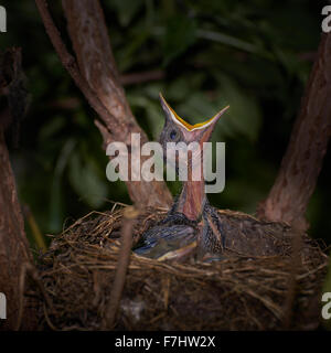 eine hungrige Amsel-Küken im Hinterhof Stockfoto