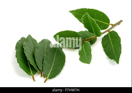 Lorbeerzweig und Blätter isoliert auf weißem Hintergrund Stockfoto