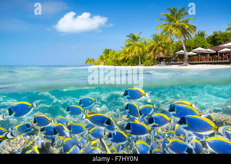 Malediven Insel - underwater View mit Schwarm von Fischen und Reef Stockfoto