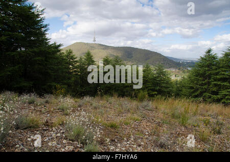 Himalayan Cedar, Cedrus deodara Forest im National Arboretum in Canberra, Australien und der Telstra Tower auf Black Mountain im Hintergrund Stockfoto