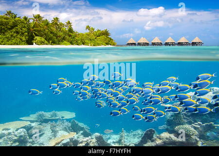 Malediven Insel - Unterwasser-Blick mit Fischschwarm Stockfoto