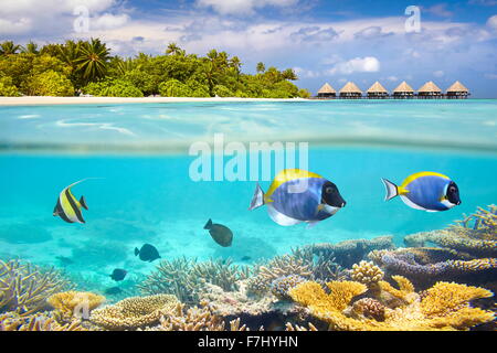 Malediven Insel - Unterwasser-Blick mit Riff und Fisch Stockfoto