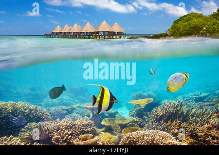 Malediven Insel - Unterwasser-Blick mit Fisch Stockfoto