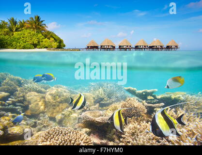 Tropische Unterwasserwelt Malediven Insel Stockfoto
