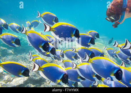 Tropische Unterwasserwelt Malediven Insel, Indischer Ozean Stockfoto
