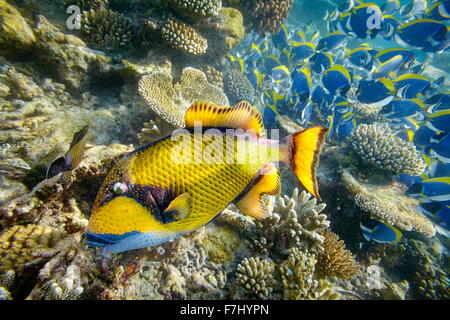 Unterwasser-Blick mit Nahaufnahme Fisch, Malediven, Indischer Ozean Stockfoto