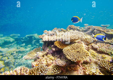 Unterwasser-Blick mit Fischen, Malediven, Indischer Ozean Stockfoto