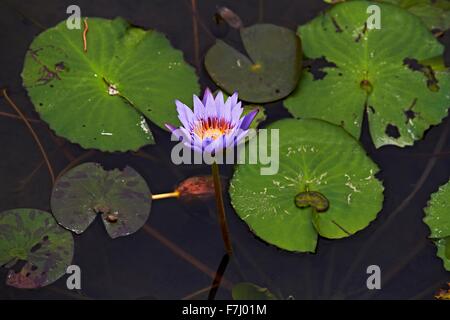 Hong Kong Wetland Park - Blue Water Lilly und Bass schwimmen unter der schwebenden Lilly Pads in Tin Shui Wai neue Stadt entwicklung Yuen Long Stockfoto