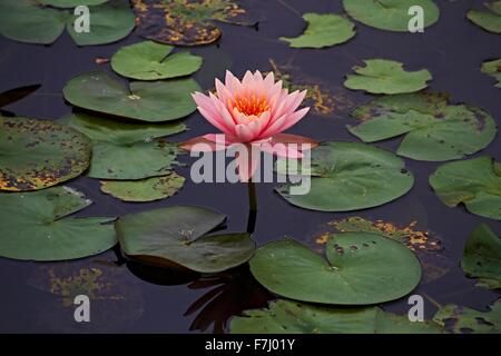 Hong Kong Wetland Park - Rosa Wasser Lilly und Bass schwimmen unter der schwebenden Lilly Pads in Tin Shui Wai neue Stadt entwicklung Yuen Long Stockfoto