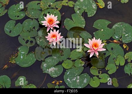 Hong Kong Wetland Park - Rosa Wasser Lilly und Bass schwimmen unter der schwebenden Lilly Pads in Tin Shui Wai neue Stadt entwicklung Yuen Long Stockfoto