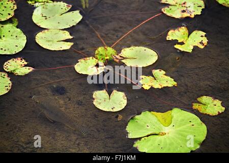 Hong Kong Wetland Park - Rosa Wasser Lilly und Bass schwimmen unter der schwebenden Lilly Pads in Tin Shui Wai neue Stadt entwicklung Yuen Long Stockfoto