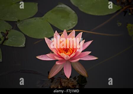 Hong Kong Wetland Park - Rosa Wasser Lilly und Bass schwimmen unter der schwebenden Lilly Pads in Tin Shui Wai neue Stadt entwicklung Yuen Long Stockfoto