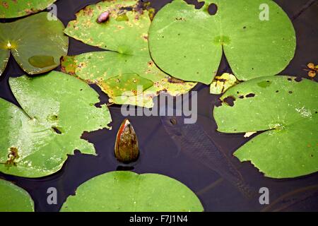 Hong Kong Wetland Park - Rosa Wasser Lilly und Bass schwimmen unter der schwebenden Lilly Pads in Tin Shui Wai neue Stadt entwicklung Yuen Long Stockfoto