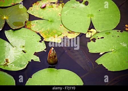 Hong Kong Wetland Park - Rosa Wasser Lilly und Bass schwimmen unter der schwebenden Lilly Pads in Tin Shui Wai neue Stadt entwicklung Yuen Long Stockfoto