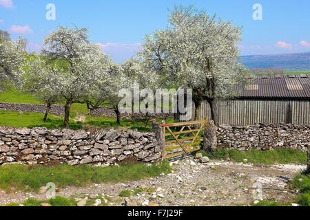 Lyth Tal. Pflaumenmus Baum blühender Obstgarten. Flodder Hall Farm, Howe, Nationalpark Lake District, Cumbria, England, UK. Stockfoto