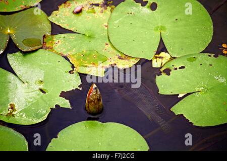 Hong Kong Wetland Park - Rosa Wasser Lilly und Bass schwimmen unter der schwebenden Lilly Pads in Tin Shui Wai neue Stadt entwicklung Yuen Long Stockfoto