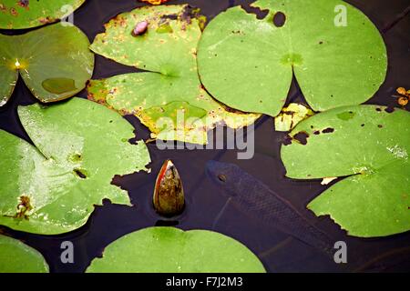 Hong Kong Wetland Park - Rosa Wasser Lilly und Bass schwimmen unter der schwebenden Lilly Pads in Tin Shui Wai neue Stadt entwicklung Yuen Long Stockfoto